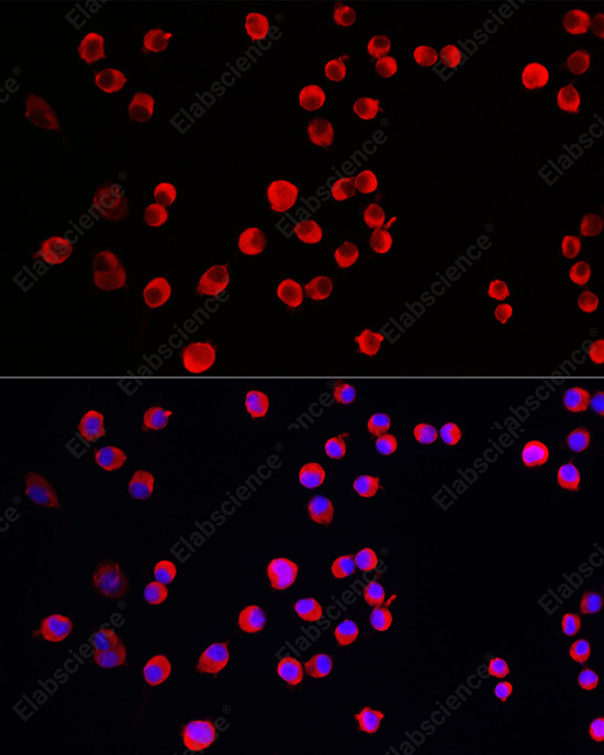 Иммунофлуоресценция, PTPN5, клетки Neuro-2a