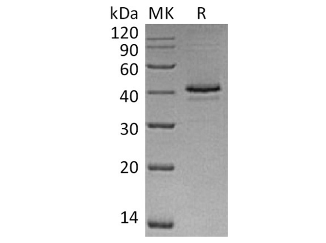 Валидация Elabscience PKSH033741(4019)