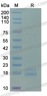 YHB42901, SDS-PAGE