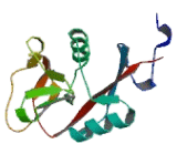C-Type Lectin Domain Family 4, Member K (CLEC4K) C-Type Lectin Domain Family 4, Member K (CLEC4K)