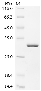 SDS-PAGE