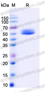 EHA68601, SDS-PAGE