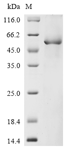 SDS-PAGE