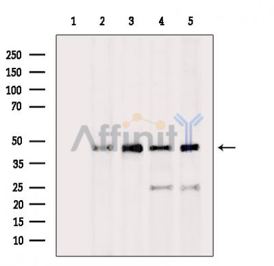 Валидация Affinity DF15630 - 12063