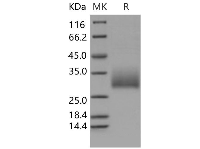 Валидация Elabscience PKSM040479(4474)