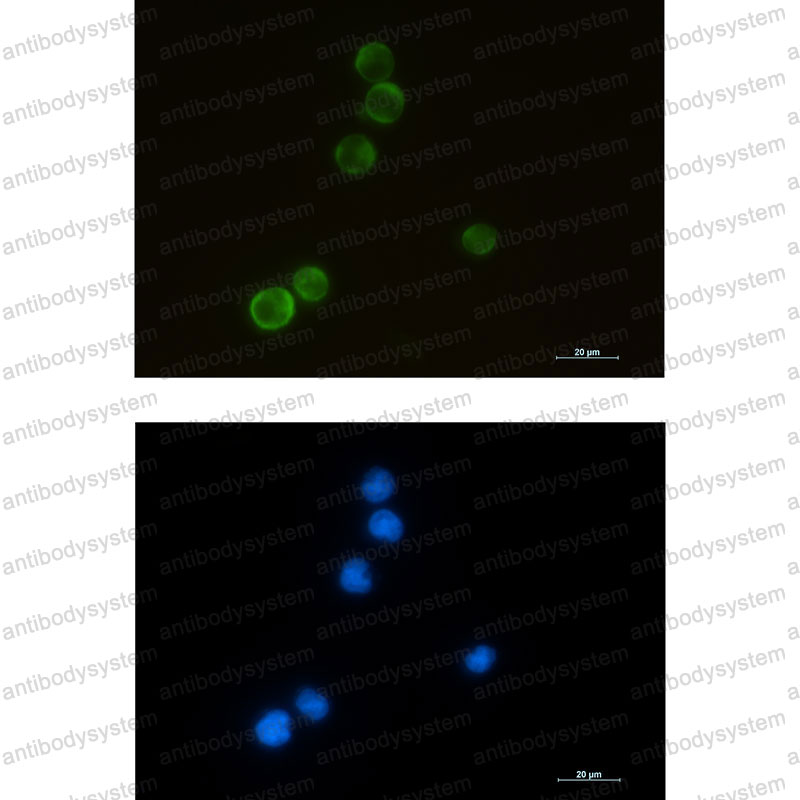 Валидация IF - AntibodySystem RHK04901