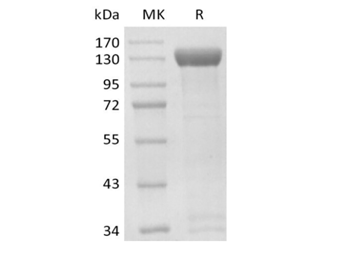 Валидация Elabscience PKSH033959(4189)