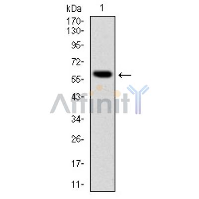Валидация Affinity BF0686 - 5361