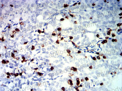 Валидация AntibodySystem RHK23201 (3636)