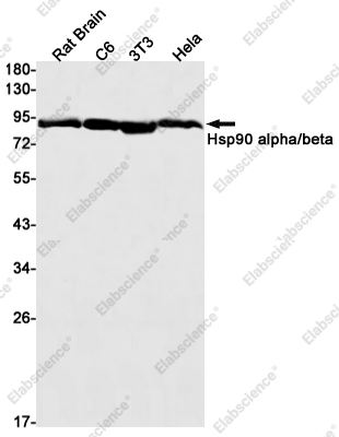 Вестерн-блоттинг, Hsp90 alpha/beta, ткань мозга крысы и клеточные линии