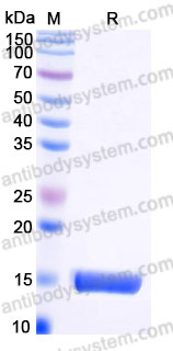 AHC00802, SDS-PAGE