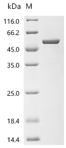 SDS-PAGE