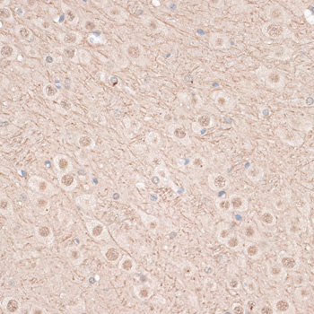 Валидация Elabscience E-AB-63481