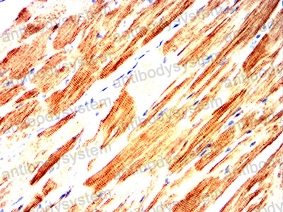 Валидация AntibodySystem RHG56101 (2986)