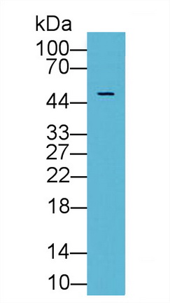 12058