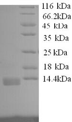 SDS-PAGE