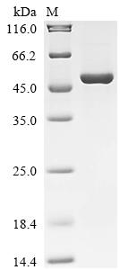 SDS-PAGE