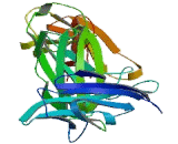 Interleukin 12B (IL12B) Interleukin 12B (IL12B)