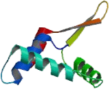 Forkhead Box Protein P3 (FOXP3)