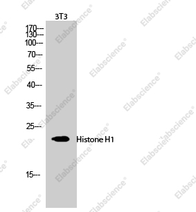Вестерн-блоттинг, Histone H1, клетки 3T3