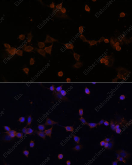 Иммунофлуоресценция, UBE2L3, клетки NIH-3T3