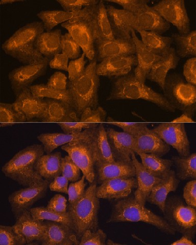 Валидация Elabscience E-AB-60014