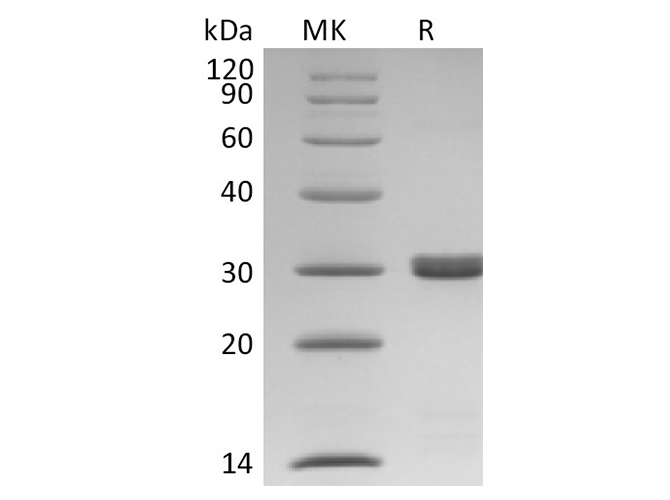 Валидация Elabscience PKSH033757(4032)