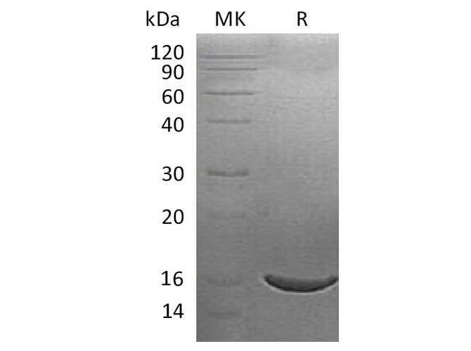 Валидация Elabscience PKSH033638(3924)