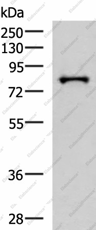 Вестерн-блоттинг, PRPF3, клетки HepG2