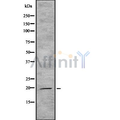 Валидация Affinity DF8982 - 21176