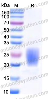 EHN08101, SDS-PAGE