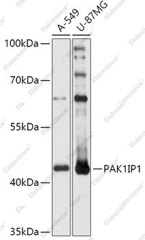 Вестерн-блоттинг, PAK1IP1, различные клеточные линии