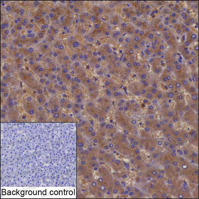 Валидация AntibodySystem RHB87903