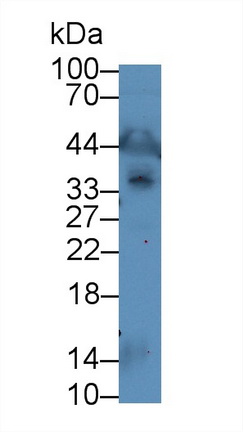 12943
