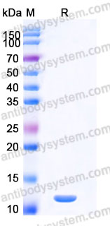 EHA95201, SDS-PAGE