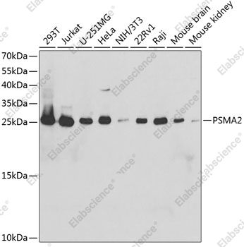 Вестерн-блоттинг, PSMA2, различные клеточные линии