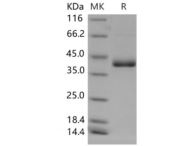 Валидация Elabscience PKSM040522(4513)