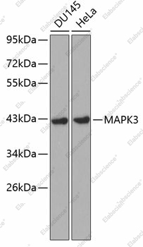 Вестерн-блоттинг, MAPK3, различные клеточные линии