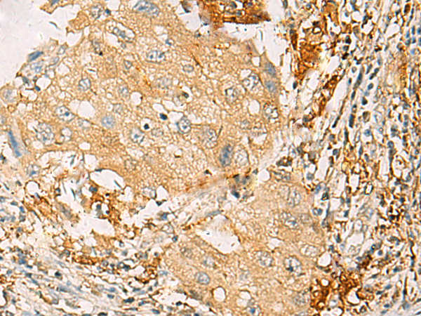 Валидация AssayVector ARM1166(460)