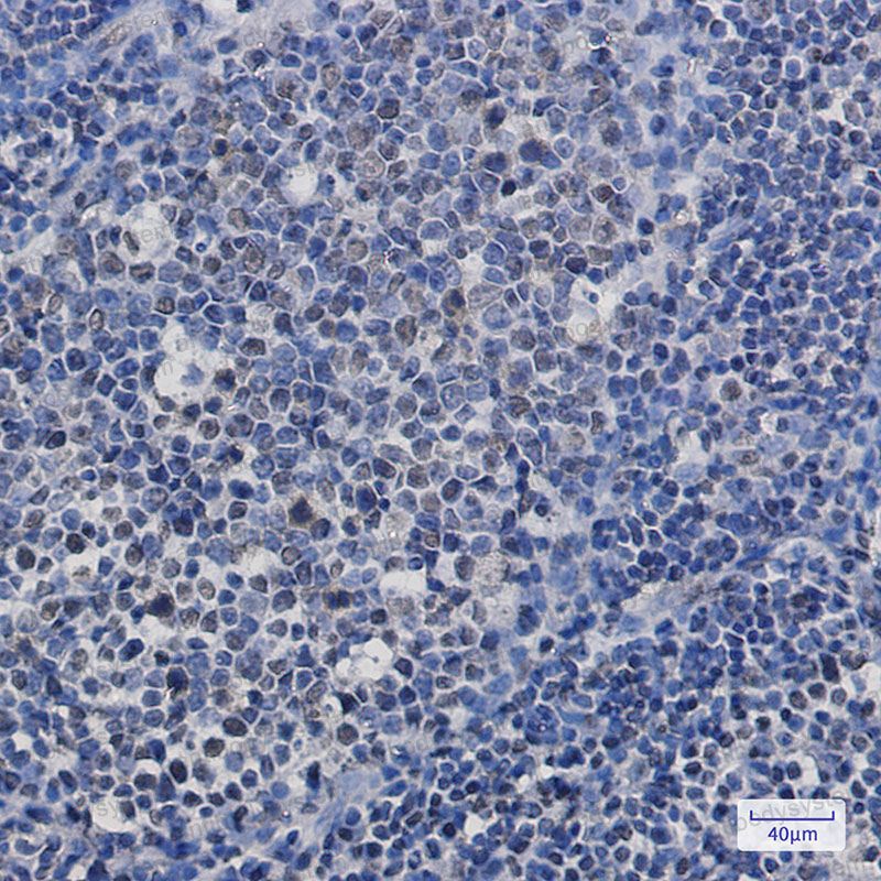 Валидация AntibodySystem RHN77701