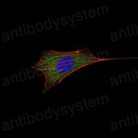 Валидация IF - AntibodySystem RHC81005