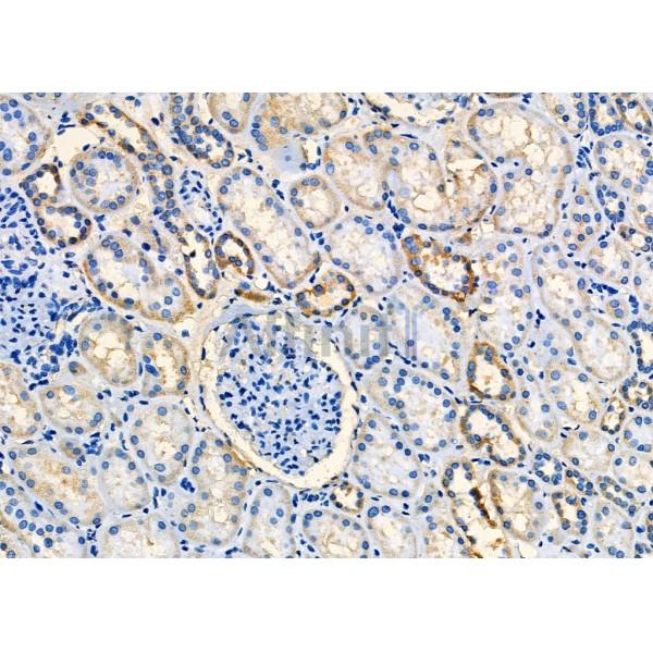 Валидация Affinity DF9916 - 22896