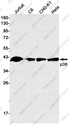 Вестерн-блоттинг, p38, клетки Jurkat, C6, CHO-K1, HeLa