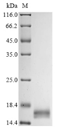 SDS-PAGE