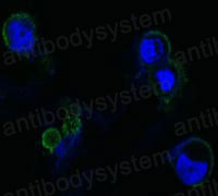 Валидация IF - AntibodySystem RHD51903