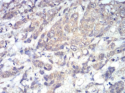 Валидация AntibodySystem RHD32604 (1492)