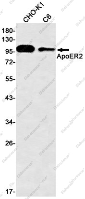 Вестерн-блоттинг, ApoER2, клетки CHO-K1 и C6