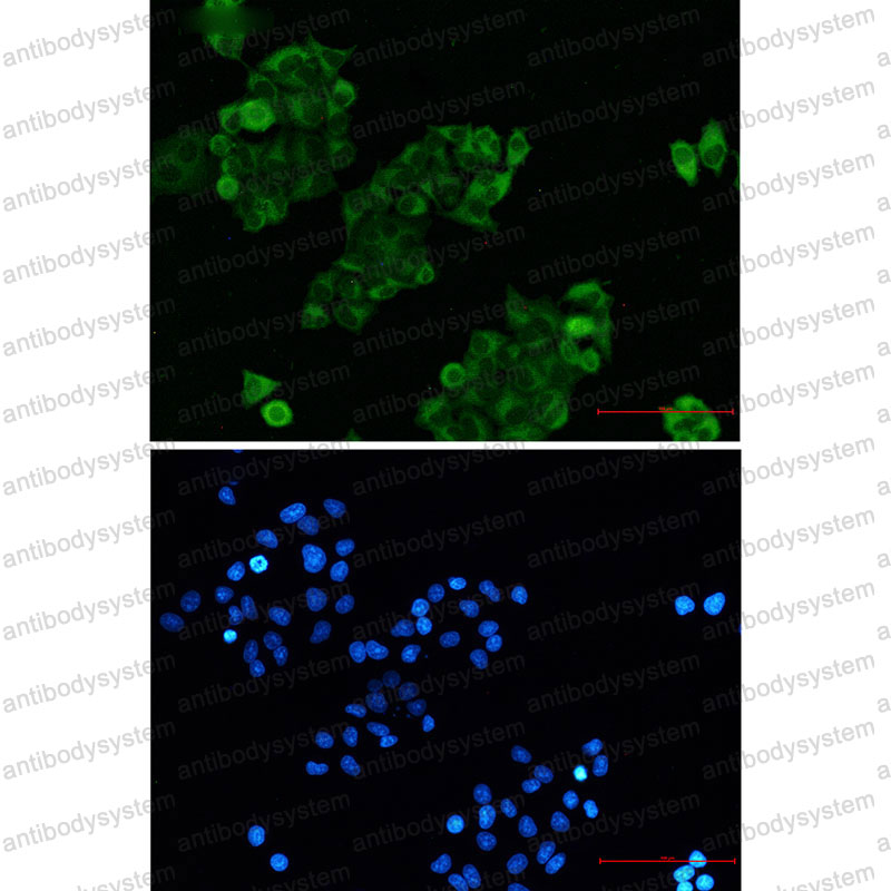 Валидация IF - AntibodySystem RHF69803