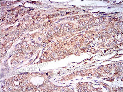 Валидация AntibodySystem RHG58404 (3014)