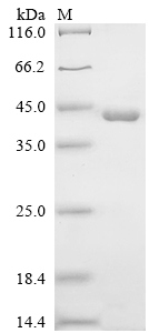 SDS-PAGE